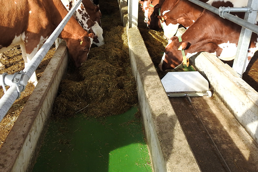 Rinder fressen vom Futterband Feedo im Sonnenlicht