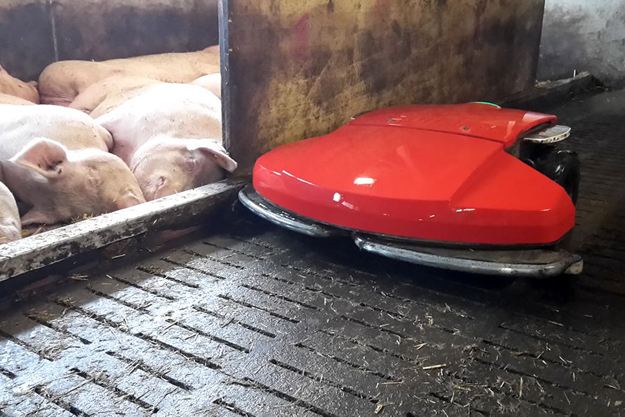 Entmistungsroboter auf Spaltenboden im Schweinestall