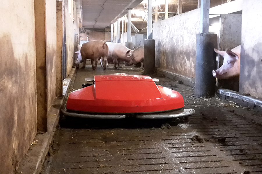 Entmistungsroboter Enro fähr durch Gang eines Schweinestalls