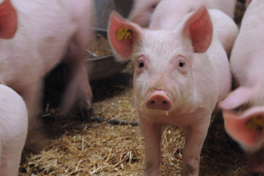 Jager im Schweinestall