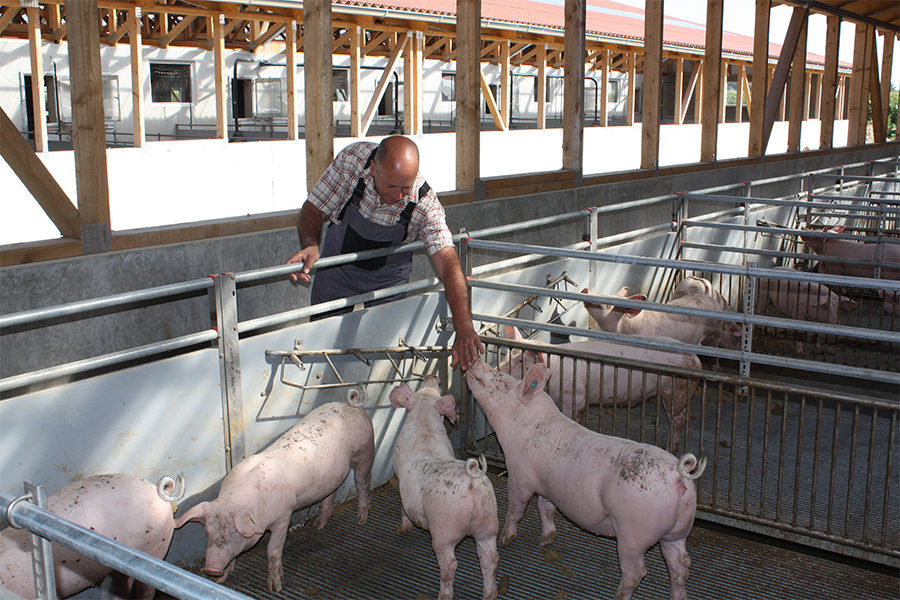 Bauer streichelt seine Schweine im Stall
