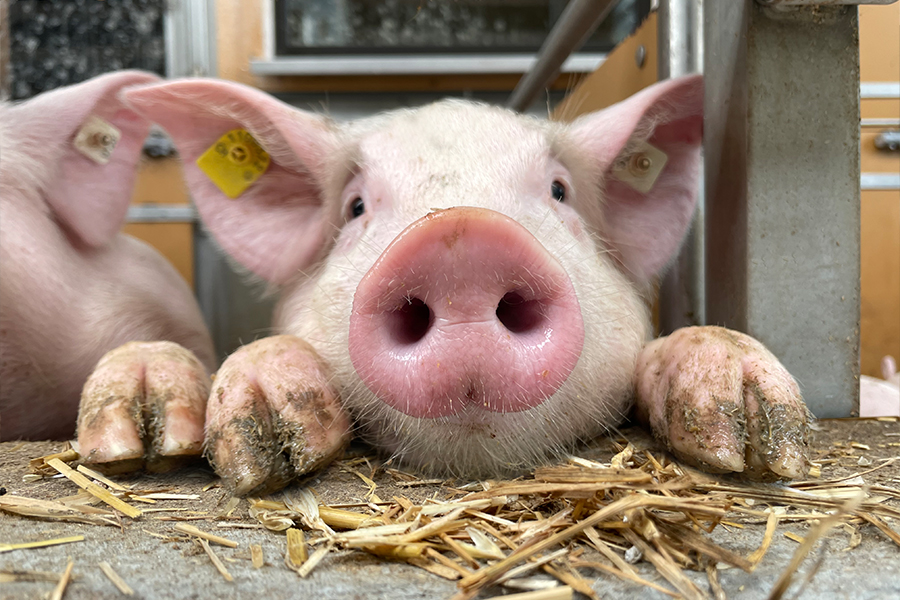 Ein Schwein guckt frech über eine Mauer