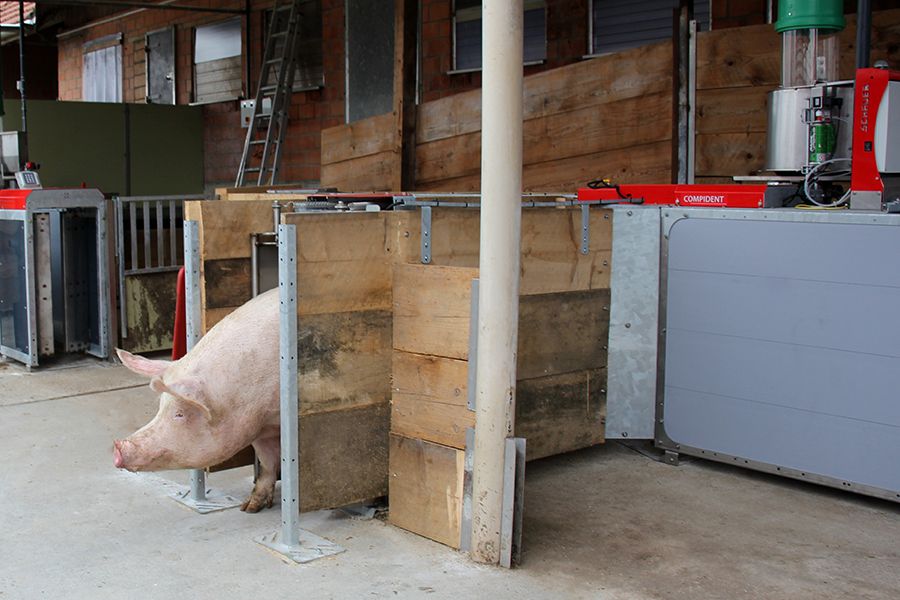 Schwein kommt aus einer Station der Compident Abruffütterung heraus, man sieht den Kopf und die Vorderbeine