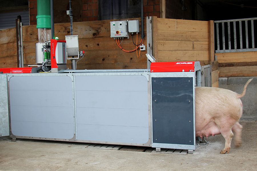 Schwein geht in eine Station der Compident Abruffütterung herein, man sieht nur noch das Hinterteil