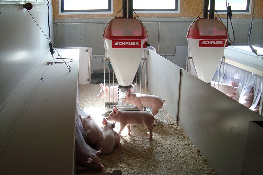 Futterautomat im Schweinestall