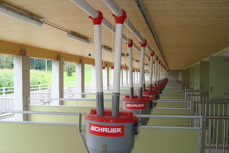 Befüllung der Futterautomaten im Schweinestall