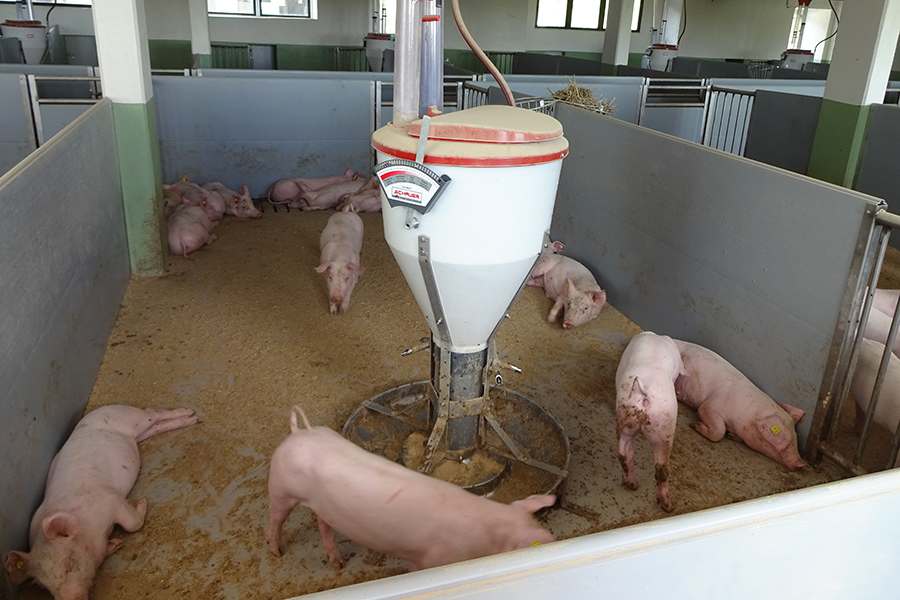 Futterautomat im Schweinestall