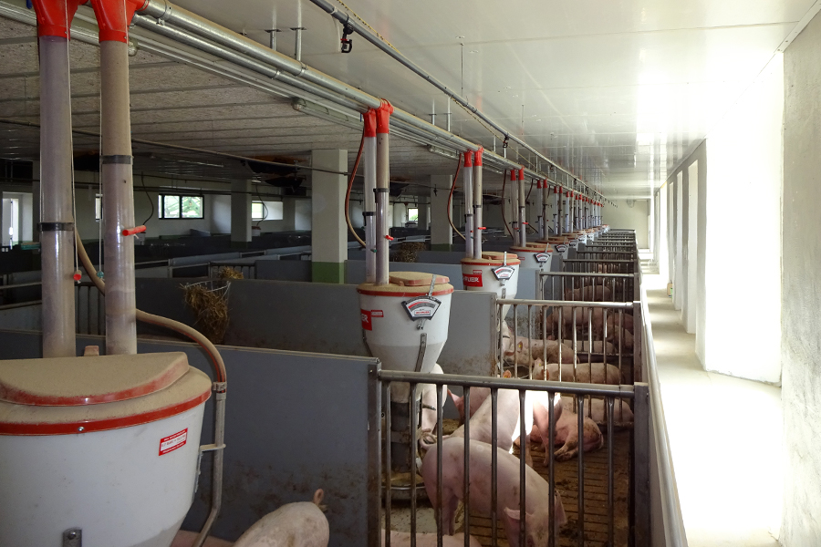 Schweinestall mit Futtrautomaten und Befüllung