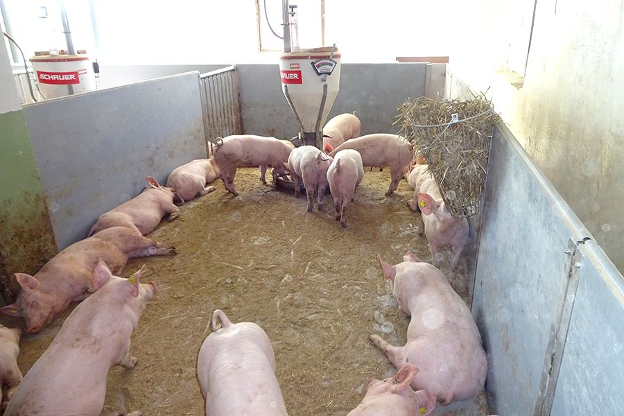 Schweine fressen aus Futtrautomat der Trockenfütterung