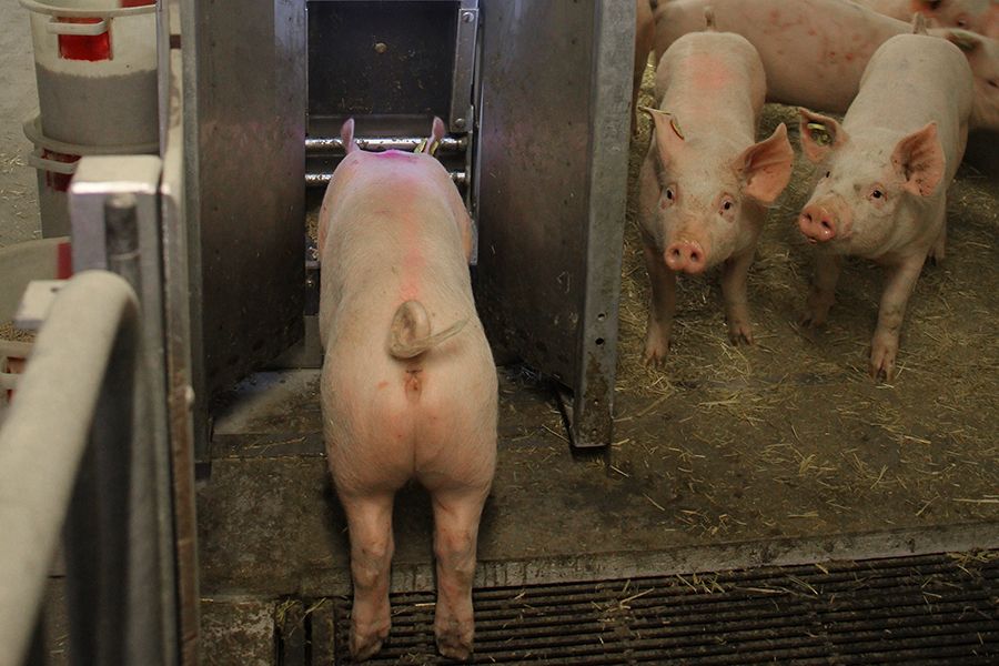 Schwein frisst in Compident Abruffütterung MLP Mastleistungsprüfung