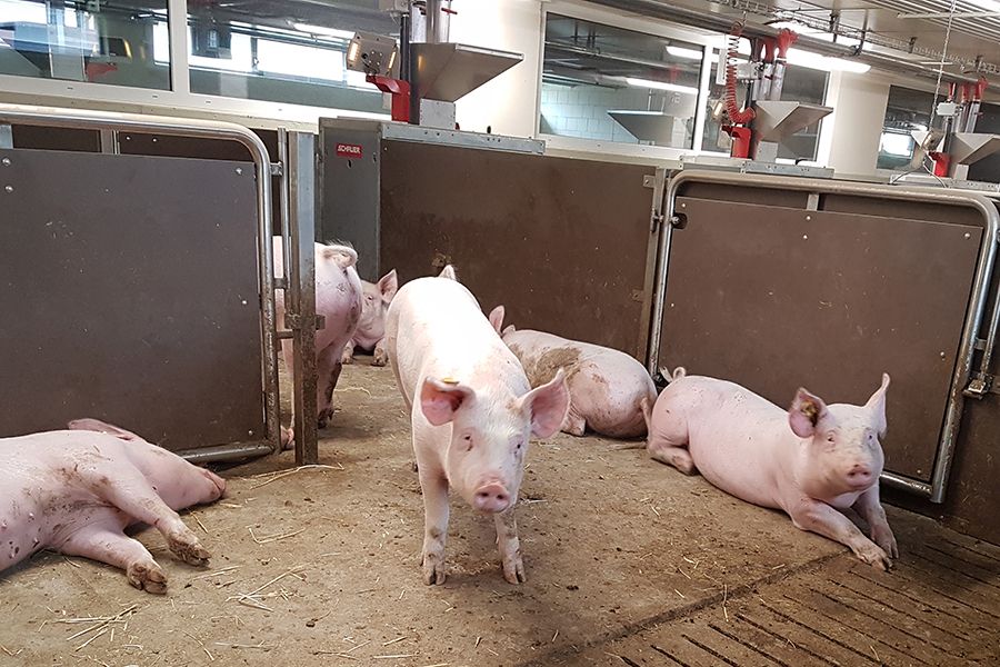 Schweine in mastleistungsprüfung MLP Compident Abruffütterung