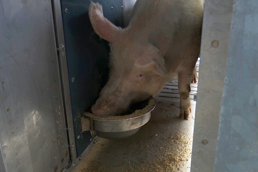 Schwein frisst aus Trog im Innenbereich der Compident Abruffütterung