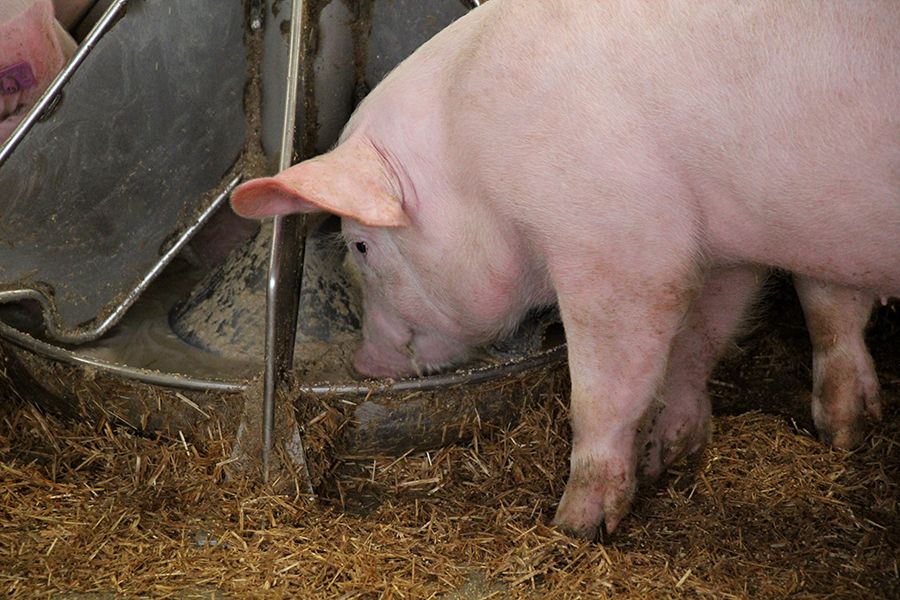 Ein Schwein frisst Flüssigfutter aus einem Futtertrog