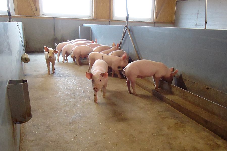 Eine Gruppe Schweine frisst aus einem langen Trog im Schweinestall
