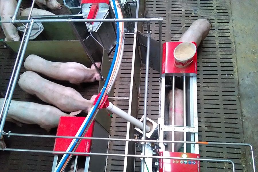 Schweinestall mit Compident Abruffütterungsanlage von oben