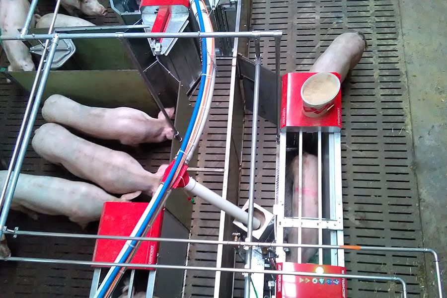 Schweinestall mit Compident Abruffütterungsanlage von oben