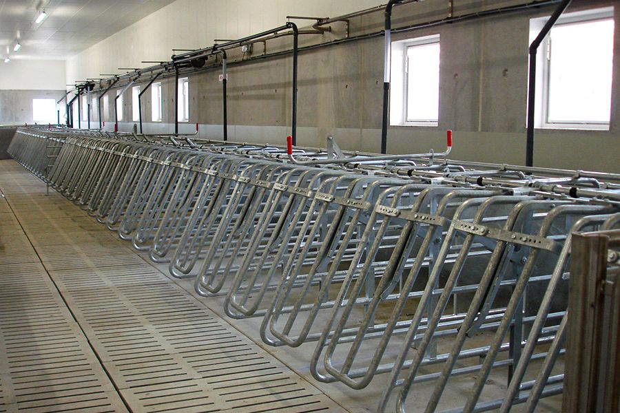 Kastenstände im Schwein Deckstall