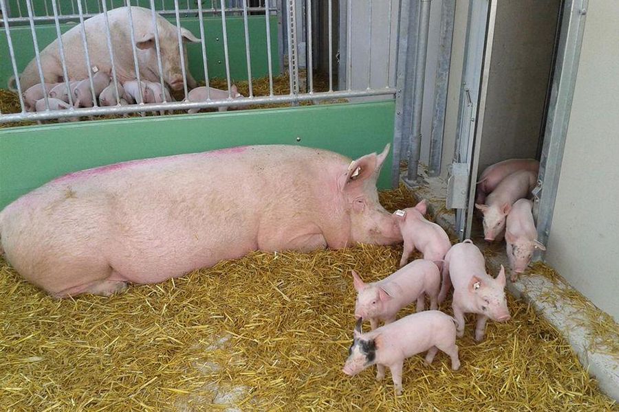 Sau und Ferkel im Liegebereich der Abferkelbucht Welcon