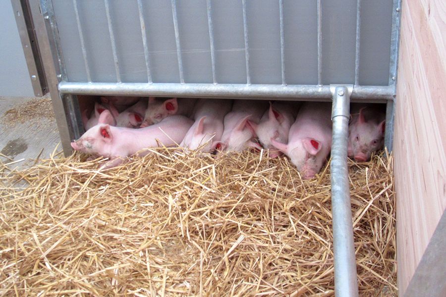 Ferkel im Ferkelnest der Abferkelbucht Welcon