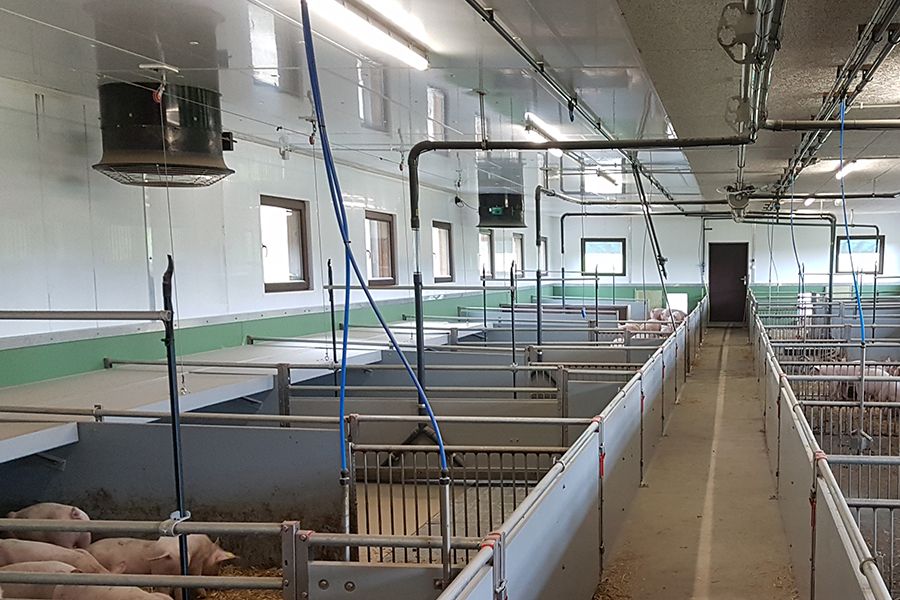 Schweinestall mit Deckenventilatoren zur Lüftung