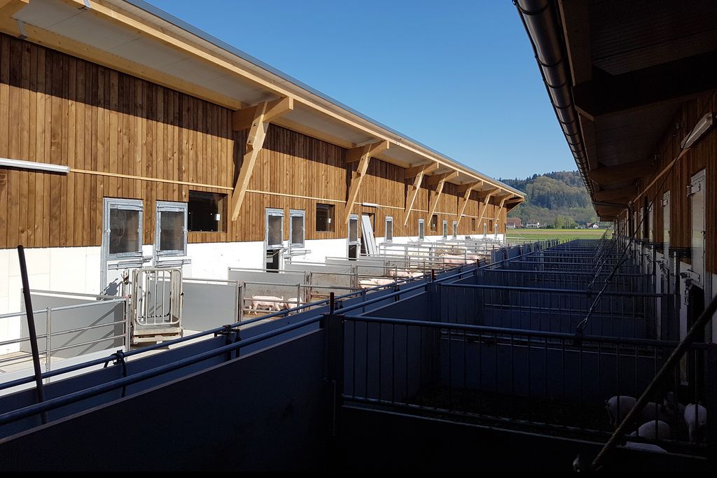 Aussenbereich eines Schweinestalls mit Buchten in der Sonne