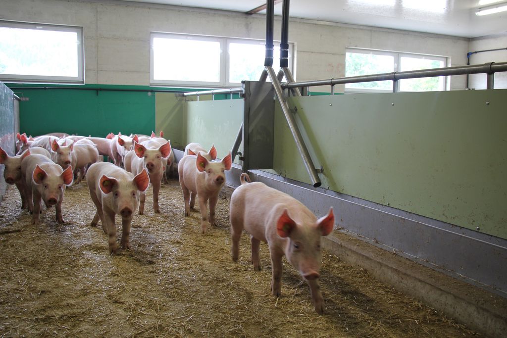 Schweine im Stall fressen aus Trog für Flüssigfütterung
