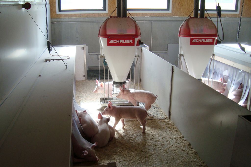 Schweine fressen im Stall aus dem Trockefuttersystem Optimat