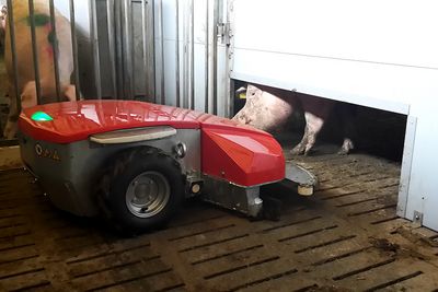 Enro Entmistungsroboter fährt unter Abschrankung im Schweinestall