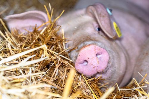 Ein Schwein liegt gemütlich schlafend im Stroh